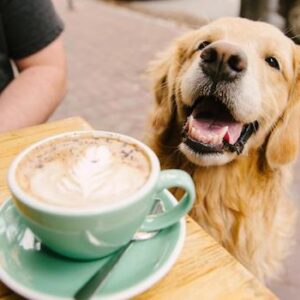 Coffee-Dog